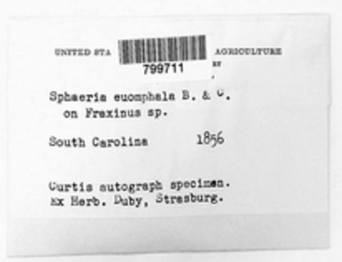 Tympanopsis confertula image